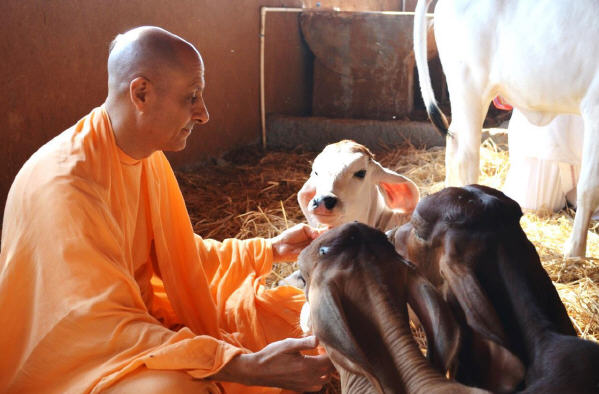 Radhanath Swami with Calves
