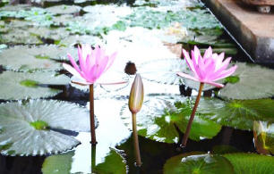 The lily pond in the Govardhan ECO Village nursery